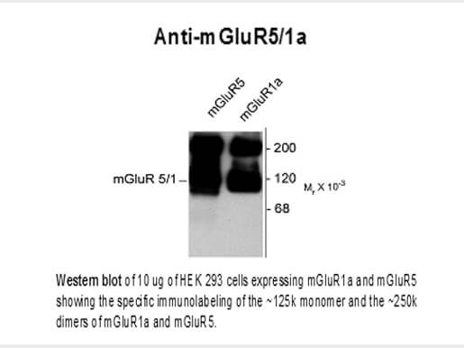Western blot of Anti-mGluR5/1a (Rabbit) Antibody - 612-401-D77