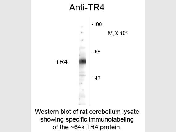 Western blot of Anti-Testicular Receptor 4 (TR4) (Rabbit) Antibody - 100-401-E46