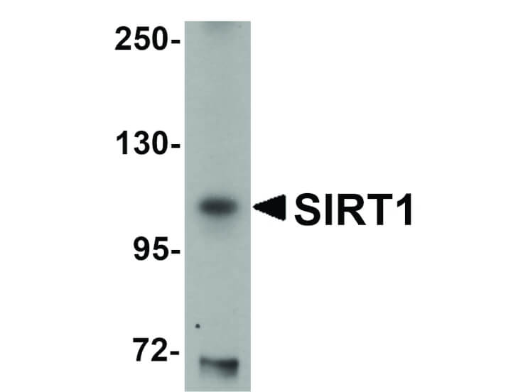 Western Blot of SIRT1 Antibody