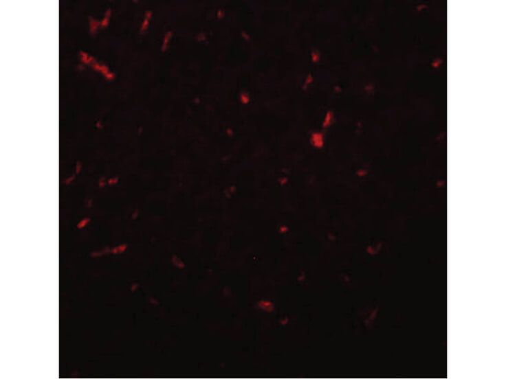 Immunofluorescence of SIRT1 Antibody