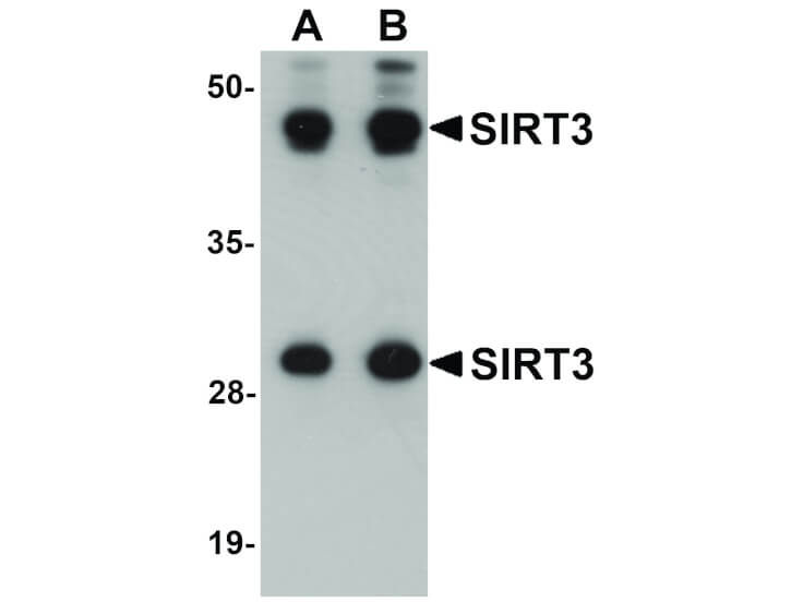 Western Blot of SIRT3 Antibody