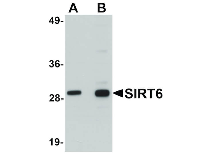 Western Blot of SIRT6 Antibody