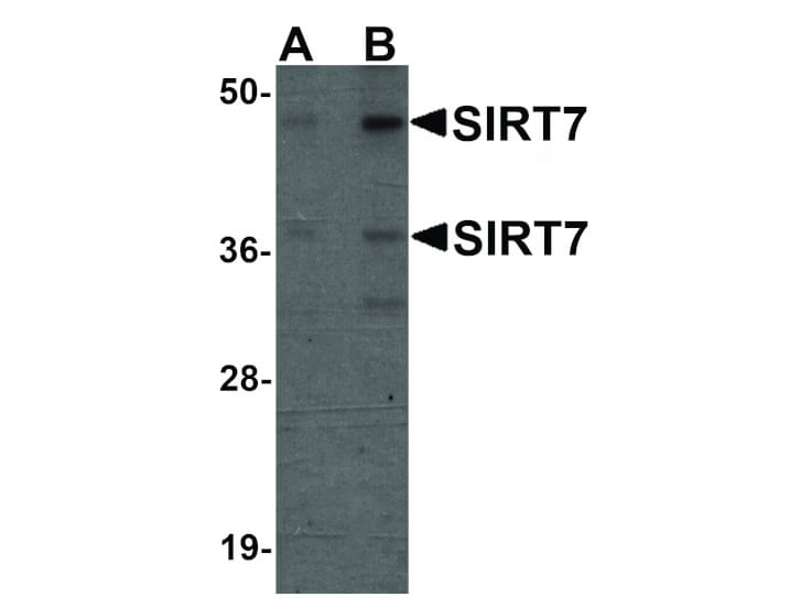 Western Blot of SIRT7 Antibody