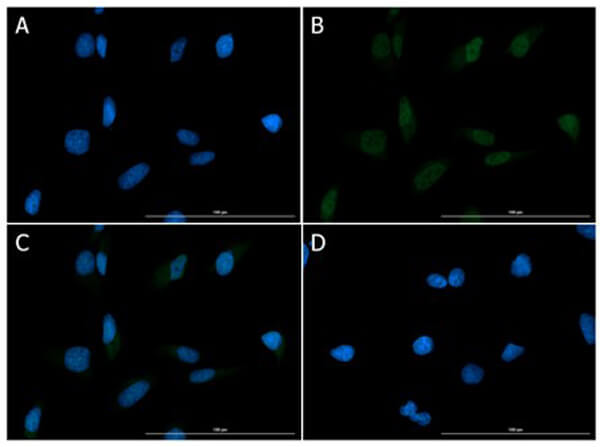 Immunofluorescence of Chicken Anti-XRCC1 Antibody