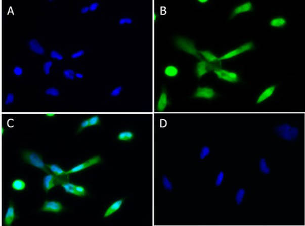 Immunofluorescence of Chicken Anti-PLK1 Antibody