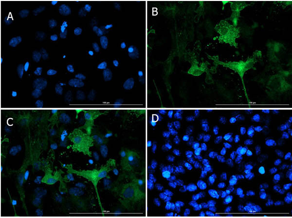 Immunofluorescence of Chicken Anti-Eaat1 Antibody