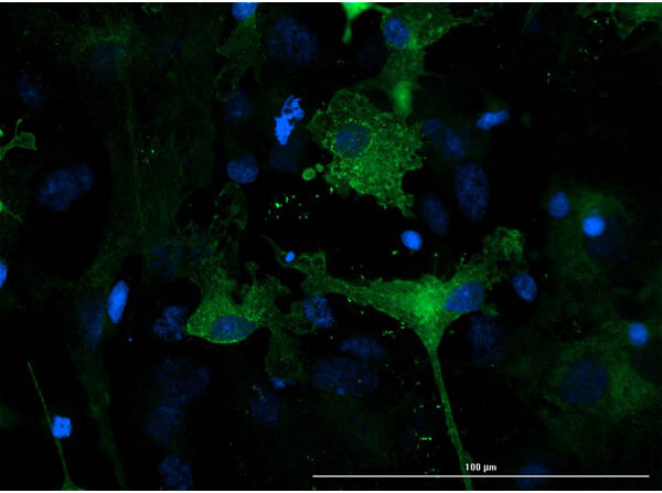 Immunofluorescence -merged- of Chicken Anti-Eaat1 Antibody