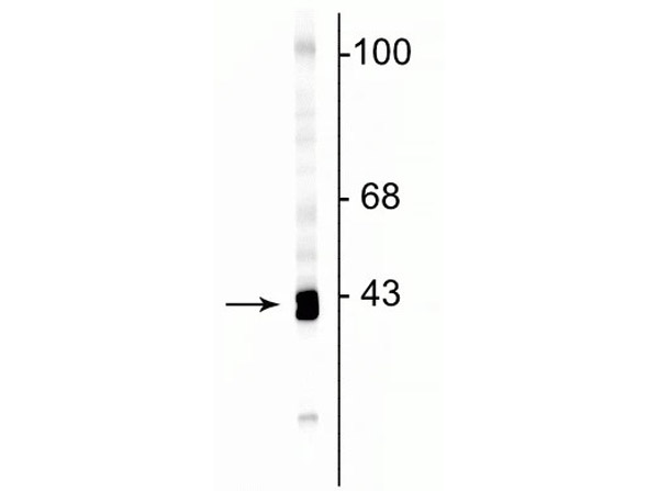 Western blot of Anti-GAP43 antibody.