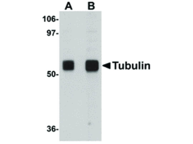 Western Blot of Alpha-tubulin Antibody