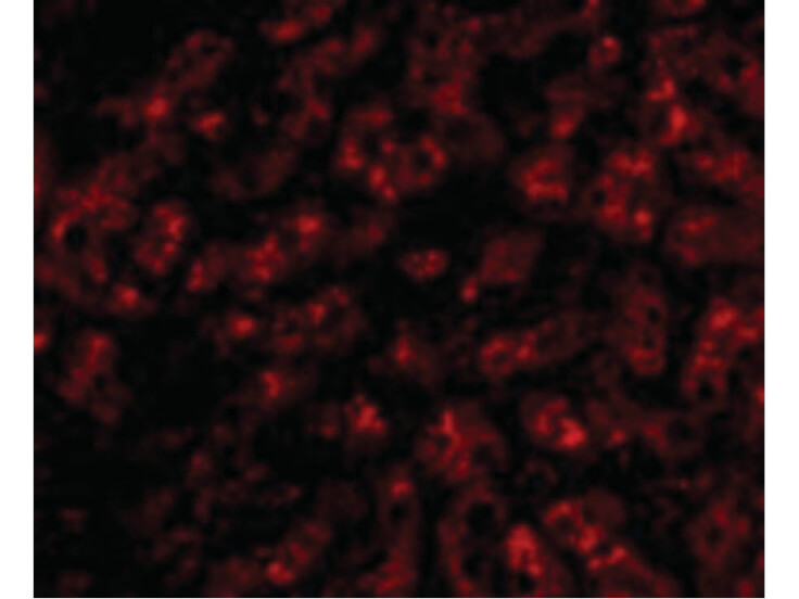 Immunofluorescence of ApoA1 Antibody