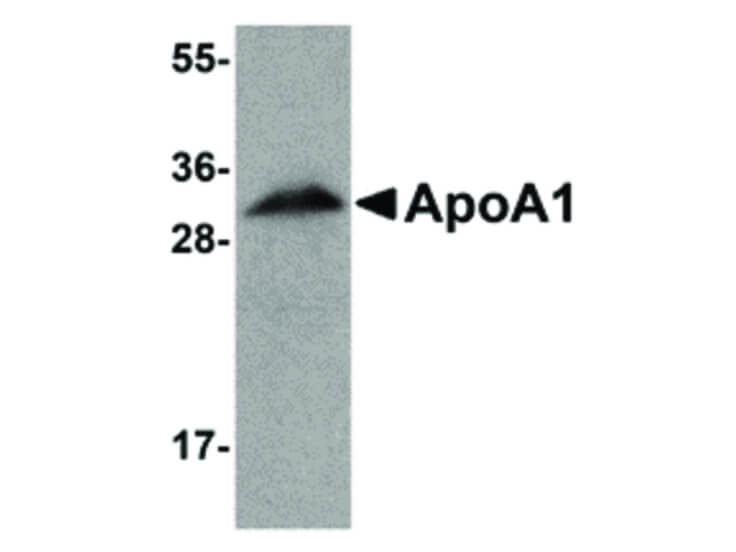 Western Blot of ApoA1 Antibody