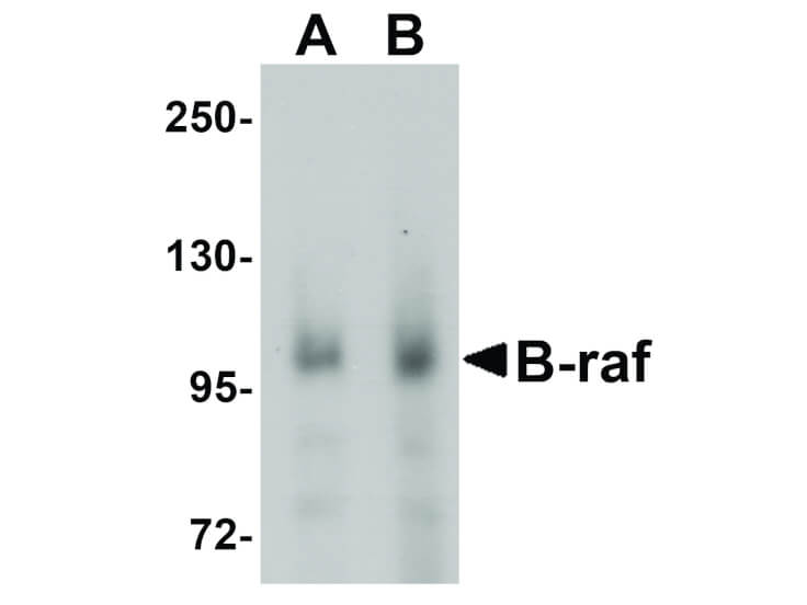 Western Blot of B-raf Antibody