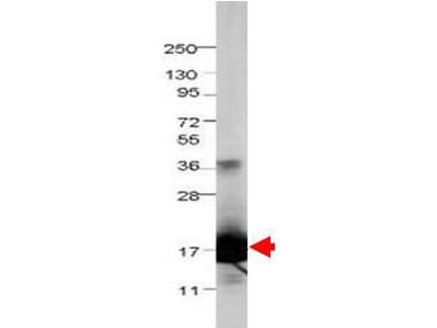 Anti-Bovine IL-1F5 Antibody - Western Blot