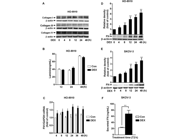 Western Blot using Anti-Bovine Serum