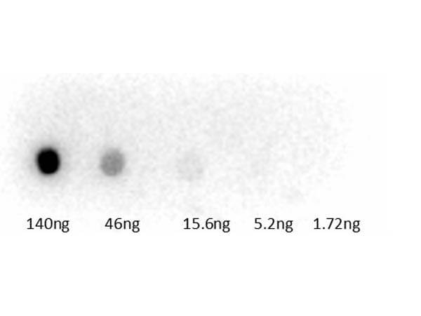 Dot Blot of Rabbit Anti-Guinea Pig Peroxidase Conjugated Antibody.