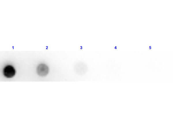 Dot Blot of Anti-Horse IgM Antibody HRP Conjugated