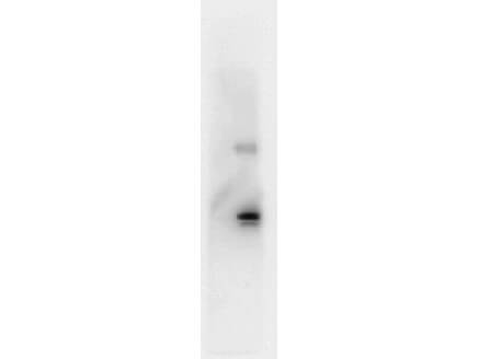 Anti Human IL-6 Antibody - Western Blot