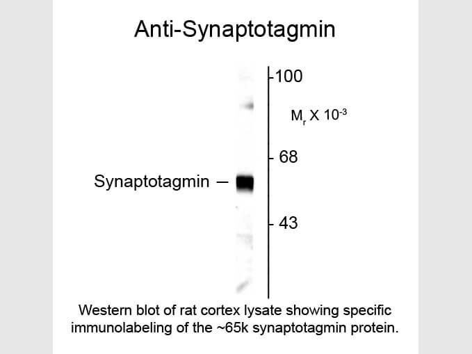 Western blot of Anti-Synaptotagmin 1 (Rabbit) Antibody - 612-401-E37