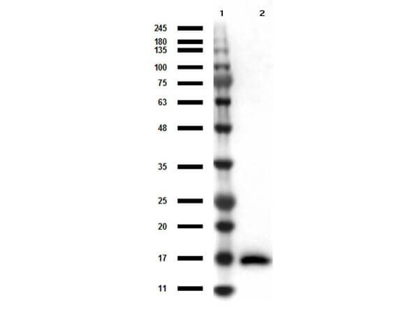 Western Blot of Anti-IL-17A Antibody