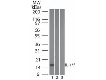 Mouse Anti-Human IL-17F Antibody Western Blot