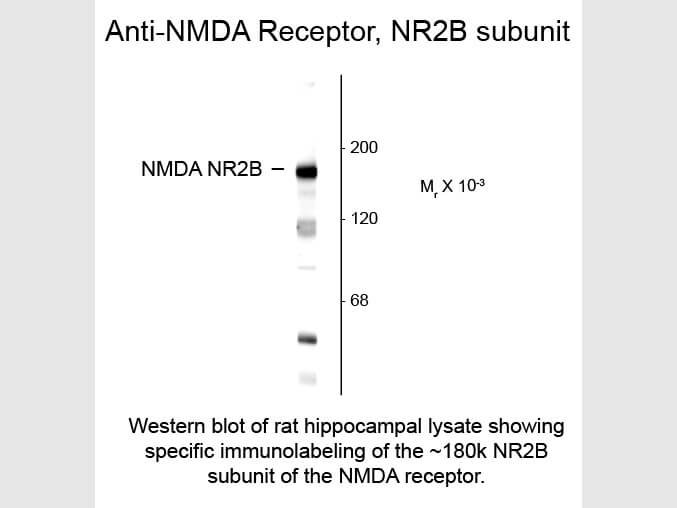 Western blot of Anti-NMDA 2B (Rabbit) Antibody - 612-401-D91