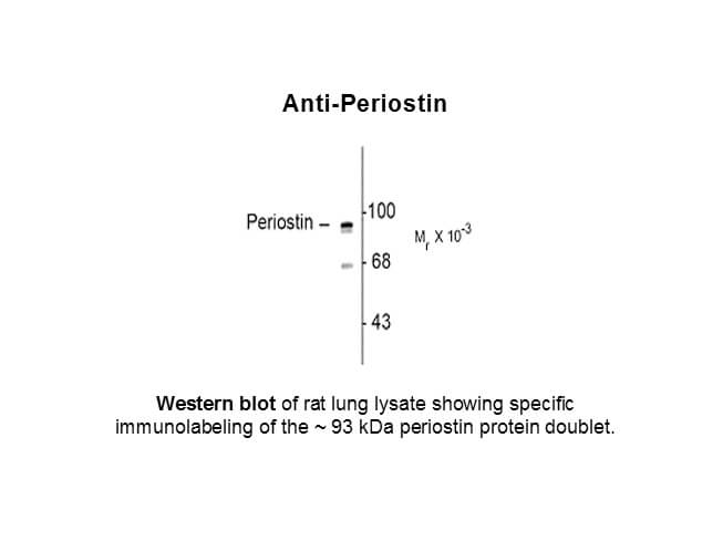 Periostin Antibody