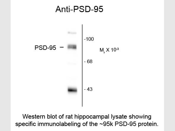 Western blot of Anti-PSD-95 (Rabbit) Antibody - 612-401-E19