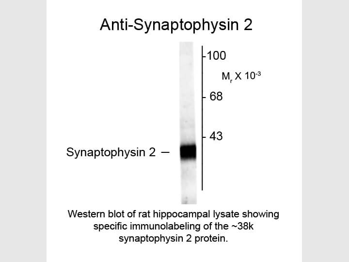 Western blot of Anti-Synaptophysin 2 (Rabbit) Antibody - 612-401-E36