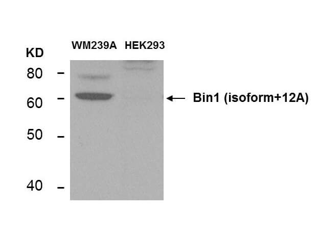 Western Blot - BIN1 Antibody