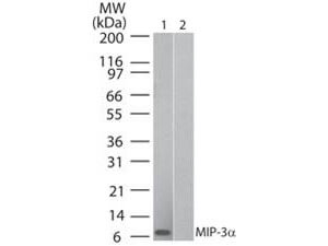 Western Blot - MIP 3α Antibody