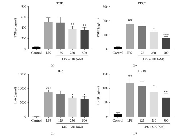 Western Blot using IL1b