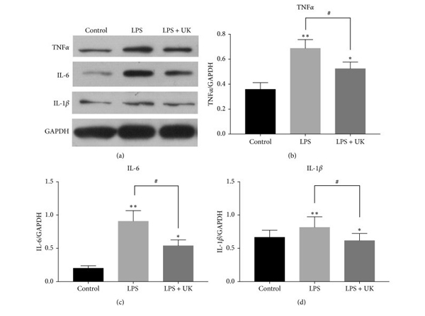Western Blot using IL1b
