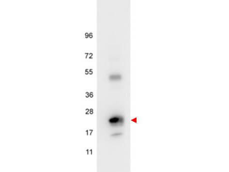 Anti-Human IL6 Antibody - Western Blot