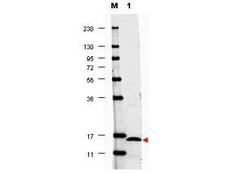Anti-Human IL17-F Antibody - Western Blot