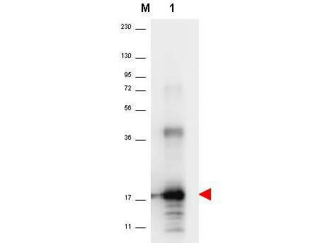 Anti-Human IL-33 Antibody - Western Blot