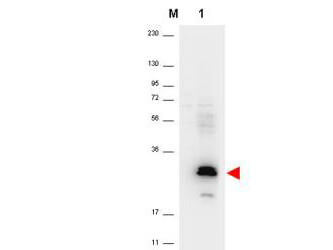 Anti-Human MIP-3a Antibody - Western Blot