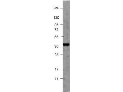 Anti-Human NAG-1 Antibody - Western Blot