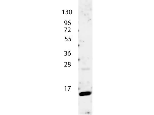 Anti-IL-4 Antibody - Western Blot