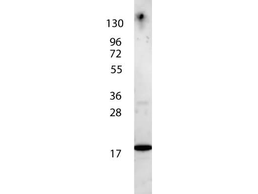 Anti-IL-7 Antibody - Western Blot