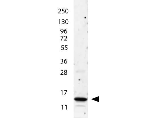 Anti-IL-2 Antibody - Western Blot