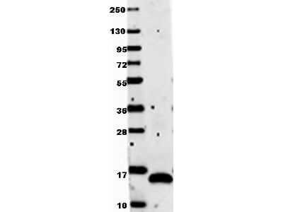 Anti-Human VEGF-121 Antibody - Western Blot