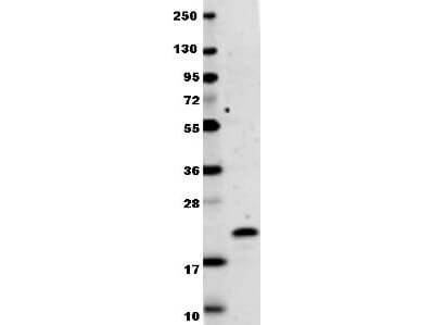 Anti-Human IL-29 Antibody - Western Blot