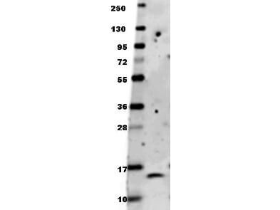 Anti-Human BDNF Antibody - Western Blot