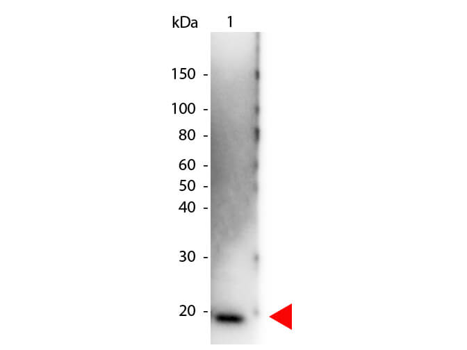 IL-6 Antibody Peroxidase Conjugated - Western Blot