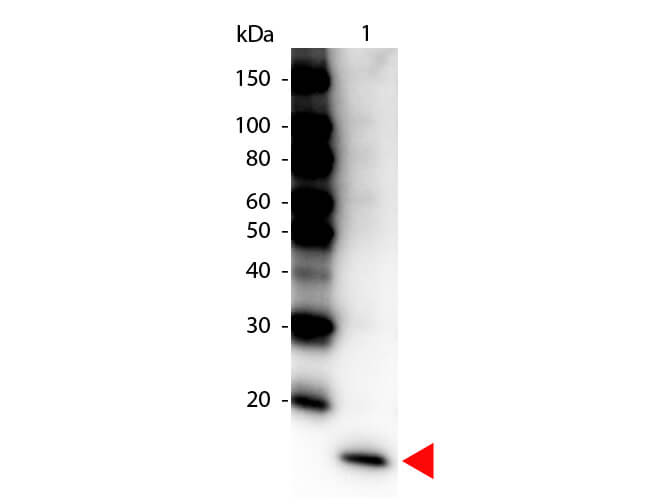IL-17F Antibody Peroxidase Conjugated - Western Blot