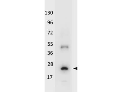 Anti-Human IL-32A Antibody - Western Blot