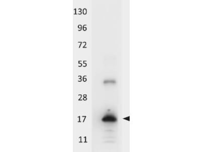 IL-33 Antibody Peroxidase Conjugated