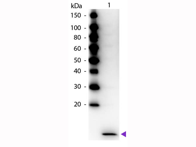 WB - MIP-3 alpha Antibody Peroxidase Conjugated