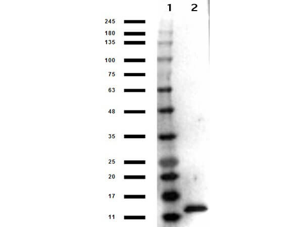 IL-3 Antibody Peroxidase Conjugated