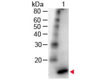 IL-4 Antibody Peroxidase Conjugated